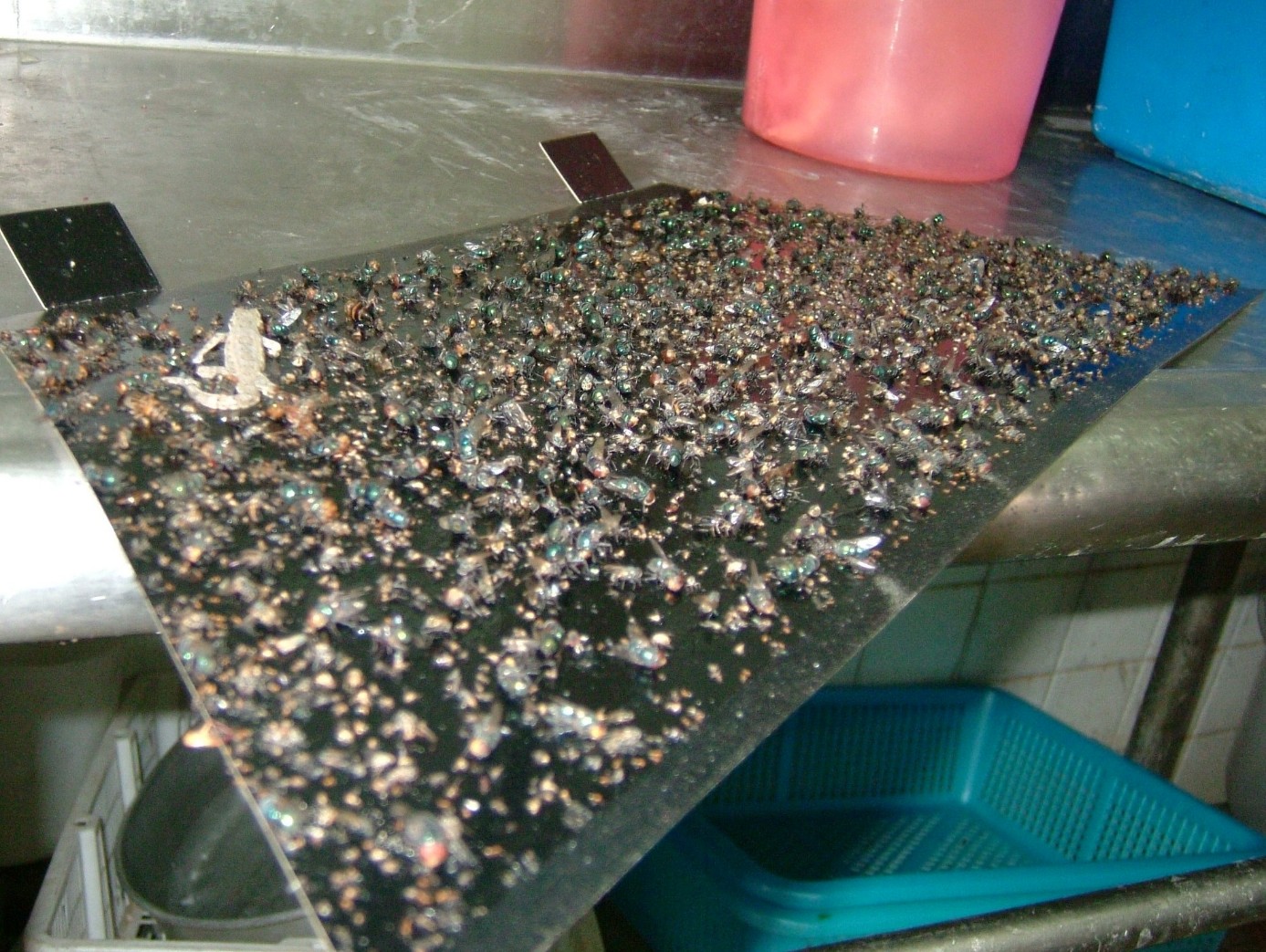 luralite-pro-catchrate-3