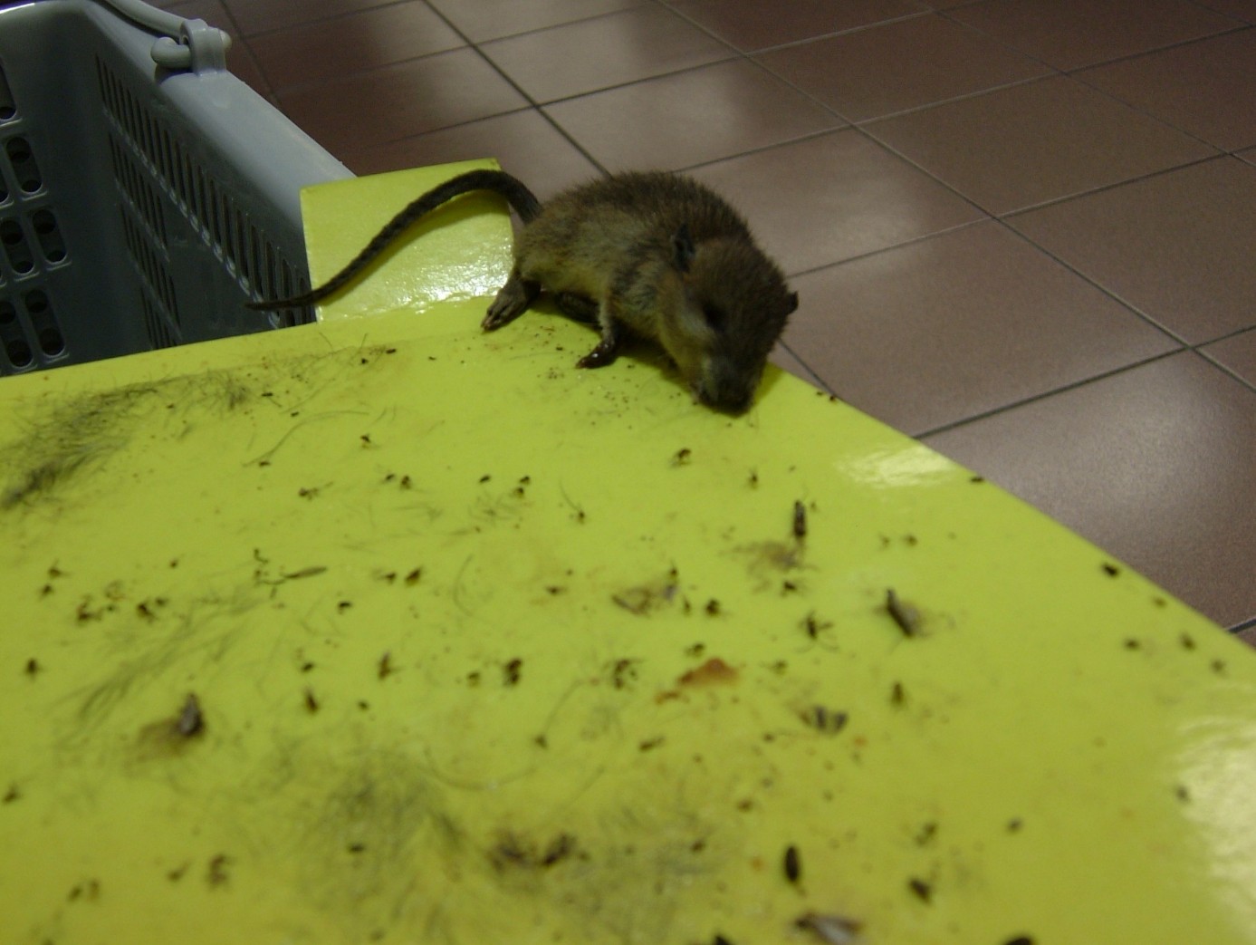 luralite-pro-catchrate-5