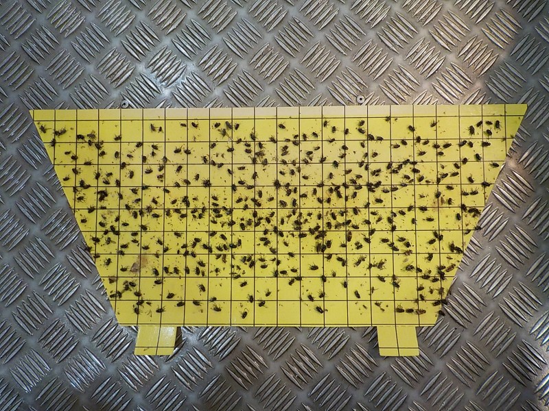 luralite-pro-catchrate-27