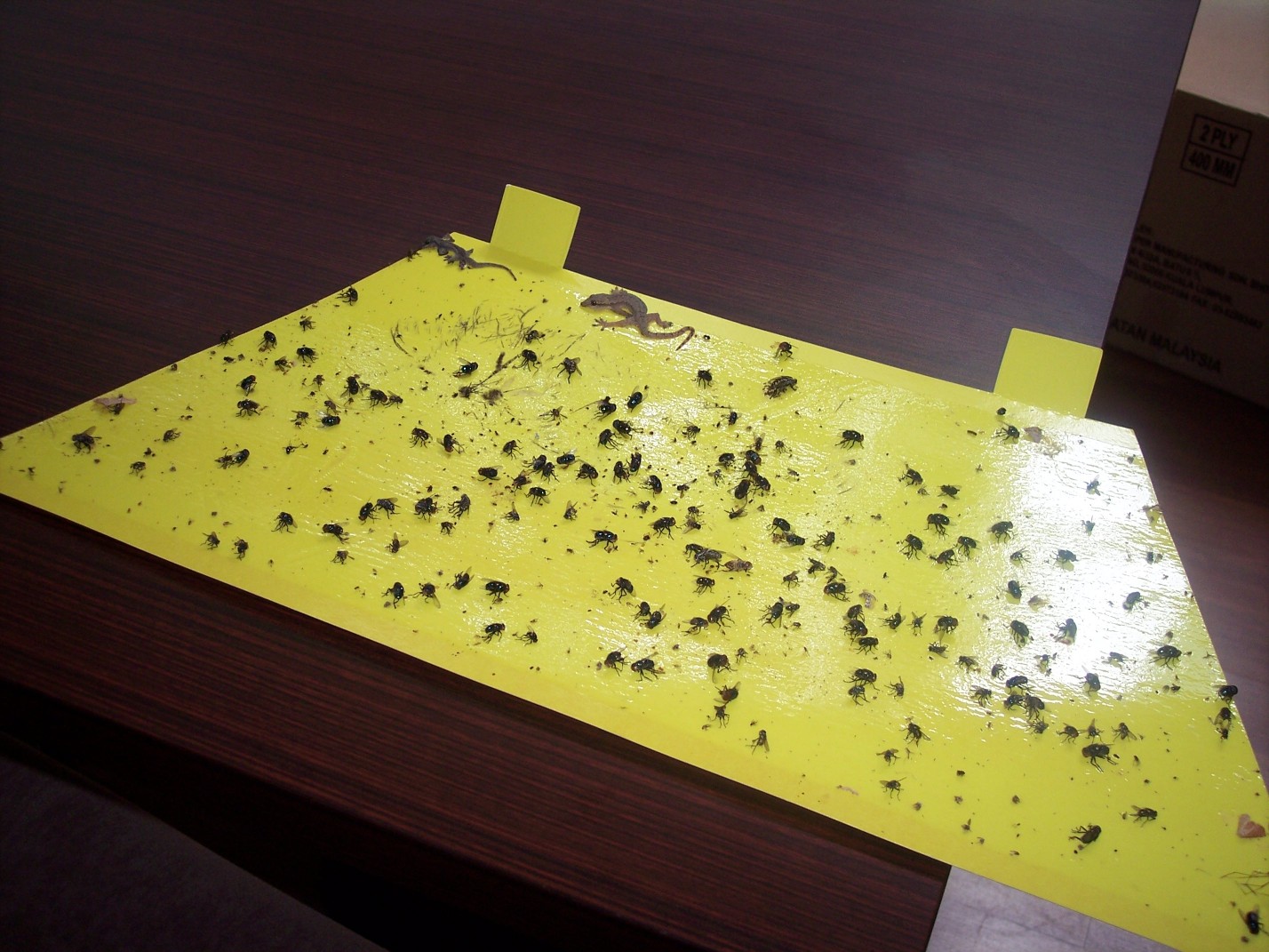 luralite-pro-catchrate-13