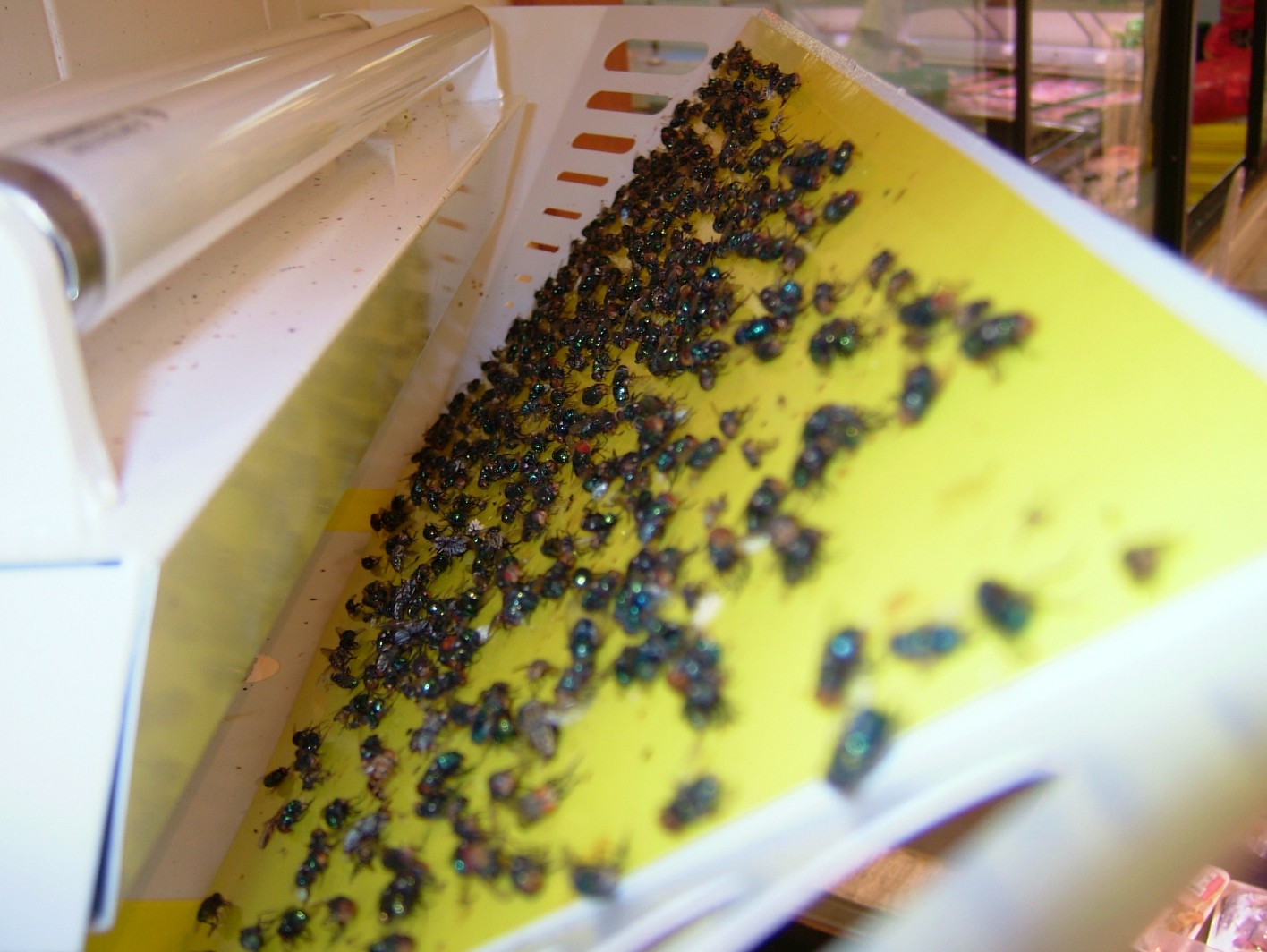 luralite-pro-catchrate-11